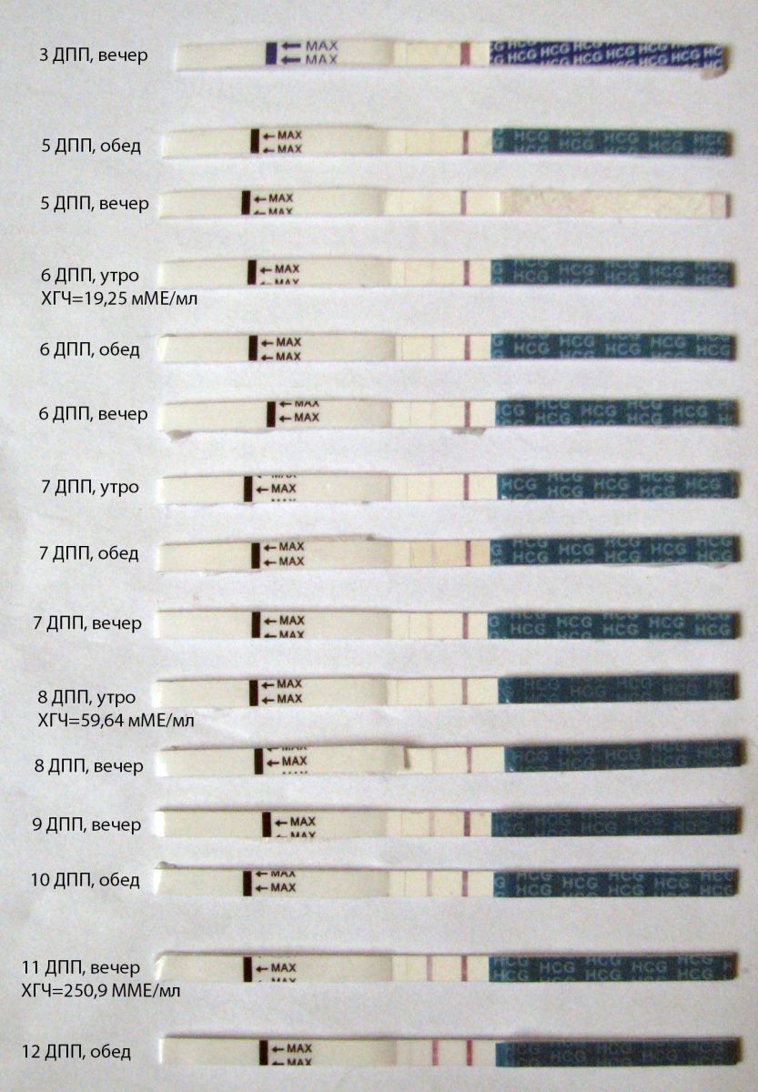 6 ДПП после переноса пятидневок. 9 ДПП пятидневок тест. 9 ДПП криоперенос. После переноса эмбриона ХГЧ 10.