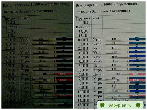 3 х дневки, выход прегнила и беременность