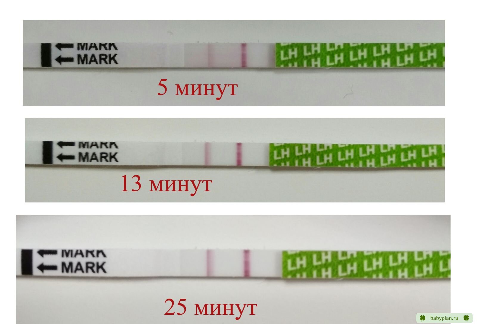 Frautest на овуляцию - Тесты на овуляцию - BabyPlan.ru