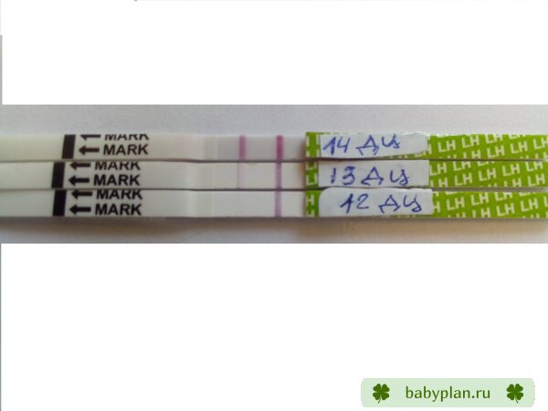 Мои первые тесты на овуляцию