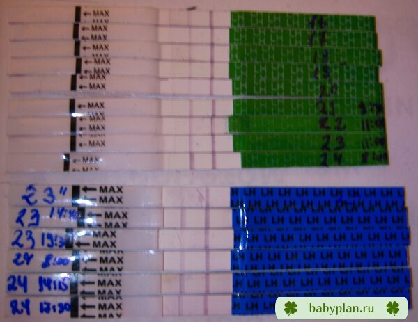 тесты на овуляцию 16-24 ДМЦ (МЦ 32-33)