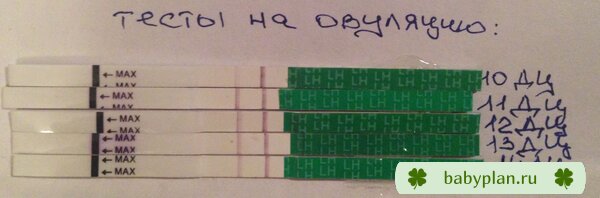 Тесты на овуляцию с 11 по 14 дц