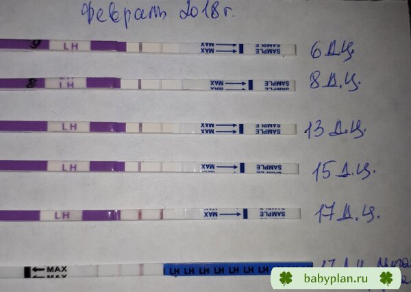 17 д.ц. Овуляция?