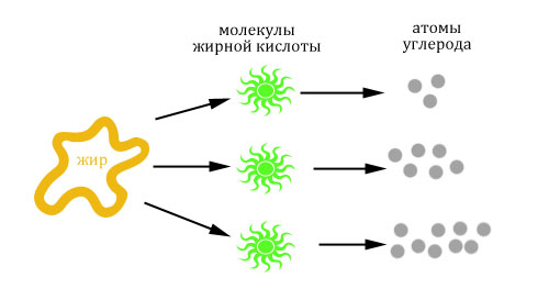 Рыбий жир для развития речи ребенка