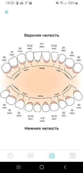 Схема выхода зубов у детей