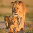 Lionesss