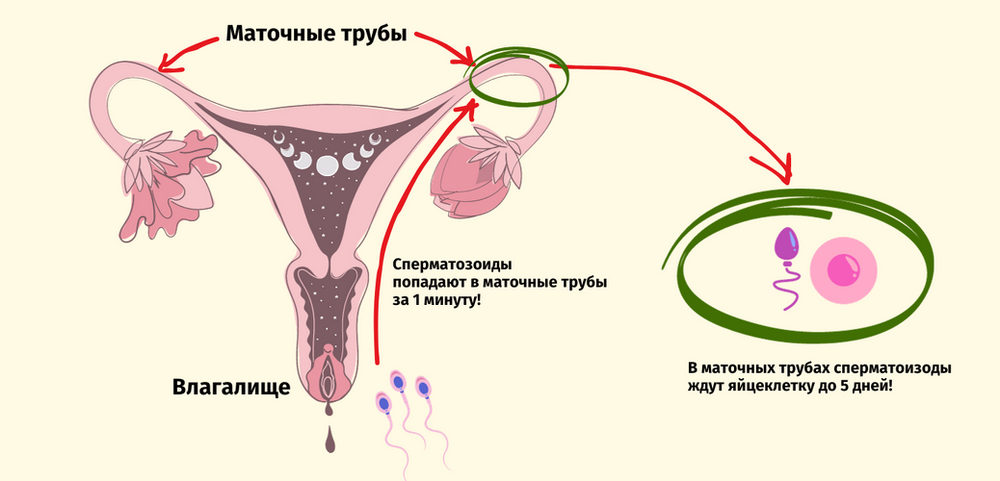 Сколько сперматозоид добирается до яйцеклетки: от эякуляции до оплодотворения