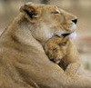 Львица -мать
