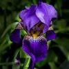 Irisflower